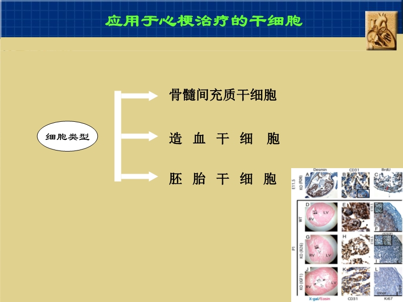 072010382251_02005-09-06干细胞与心肌细胞再生_3.jpg