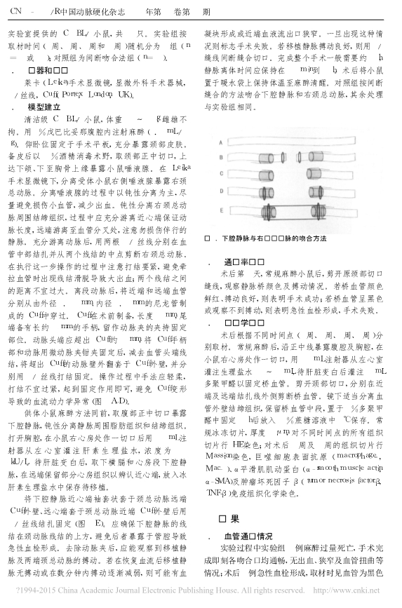 073115274300_017-小鼠下腔静脉移植模型的建立和改良_2.jpg